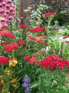 Digitalis, verbascum and achillea