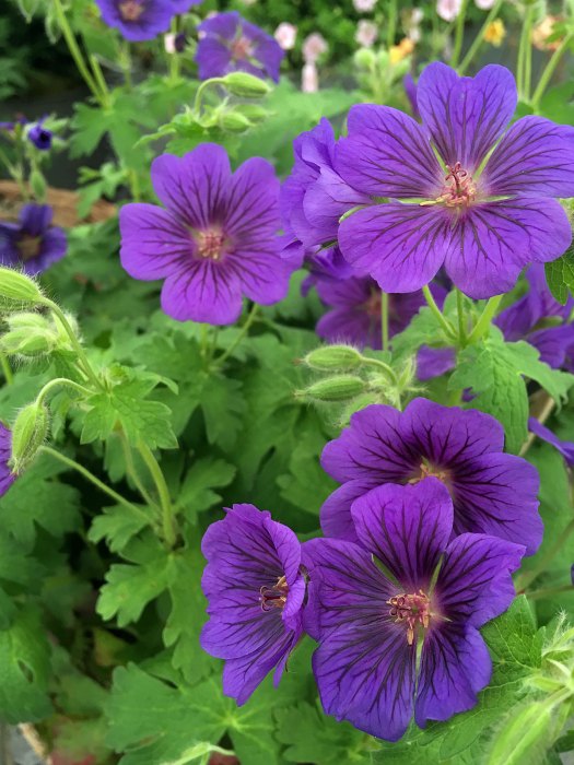 Geranium x magnificum 'Blue Blood'