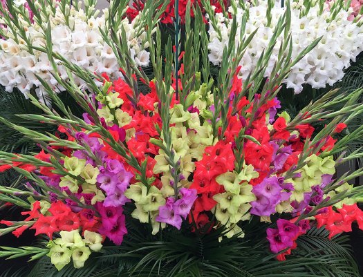 Fan shaped display of gladioli flowers