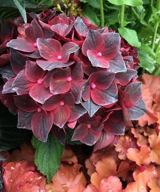 Hydrangea 'Roco Black Knight'