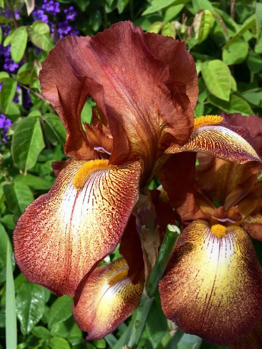 Brown bearded Iris Kent Pride
