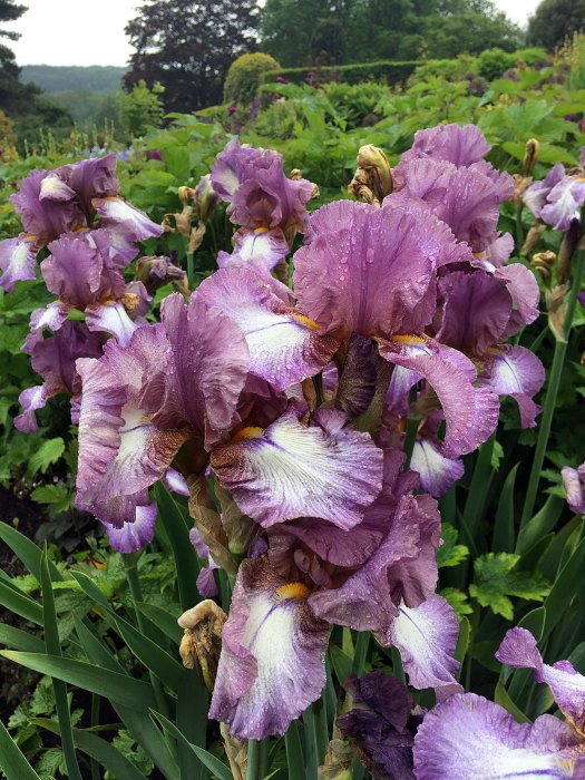 Clump of purple irises