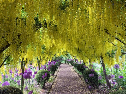 Metal arch supporting racemes of yellow laburnum flowers