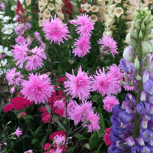 Lychnis flos-cuculi 'Jenny' with foxglove, achillea and lupin