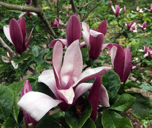 Red magnolia flowers