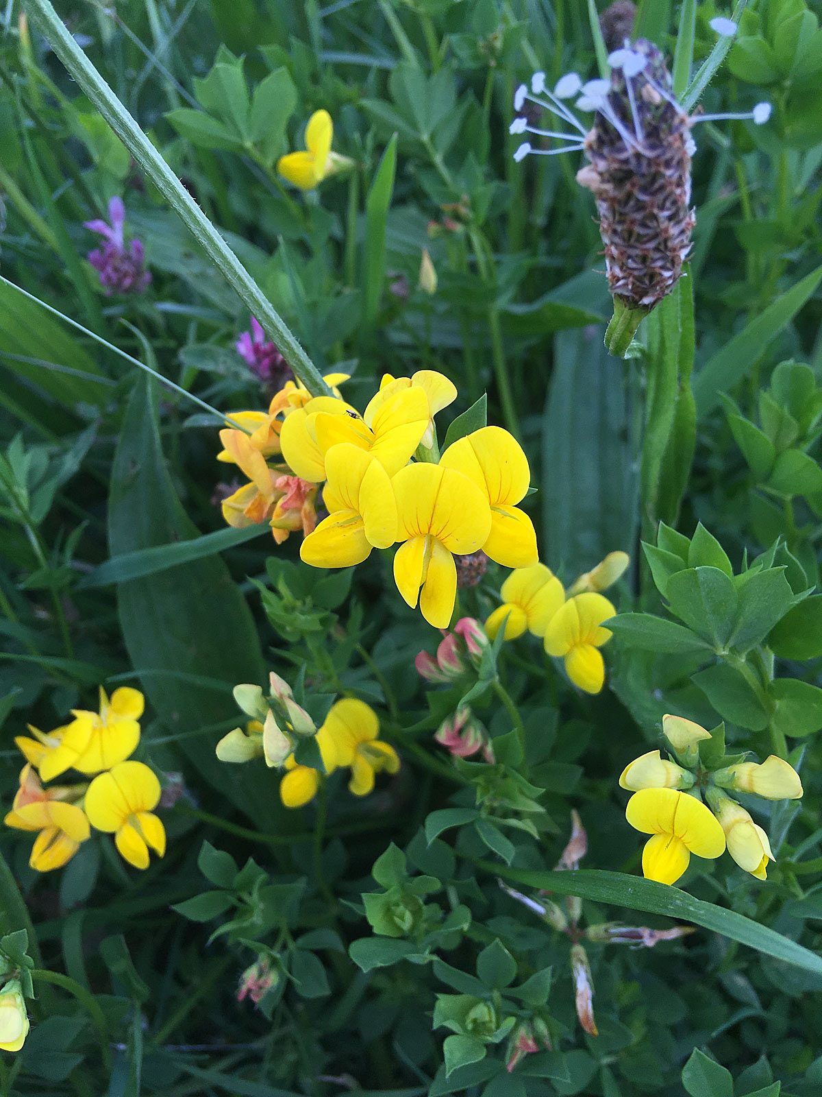 Wildflowers in a Species-rich Hay Meadow – Susan Rushton