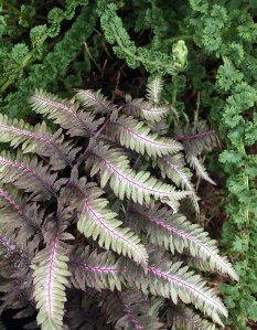 Painted fern with the tatting fern