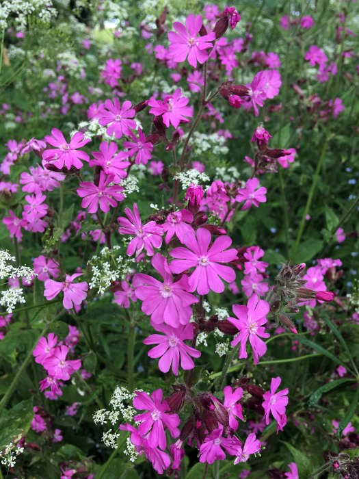Wildflower patch: red campion and cow parsley