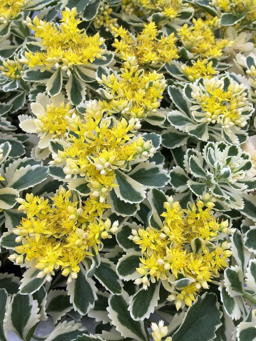 Variegated Sedum 'Atlantis' with yellow flowers