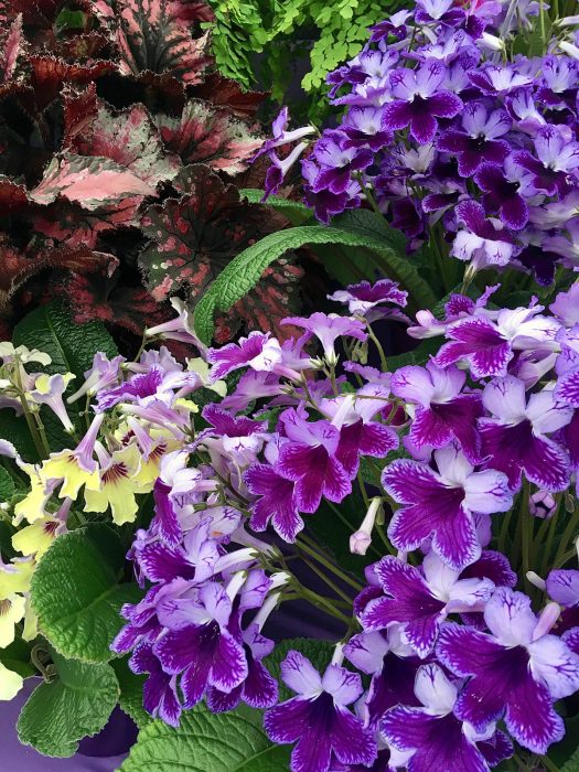 Streptocarpus 'Katie' in full flower