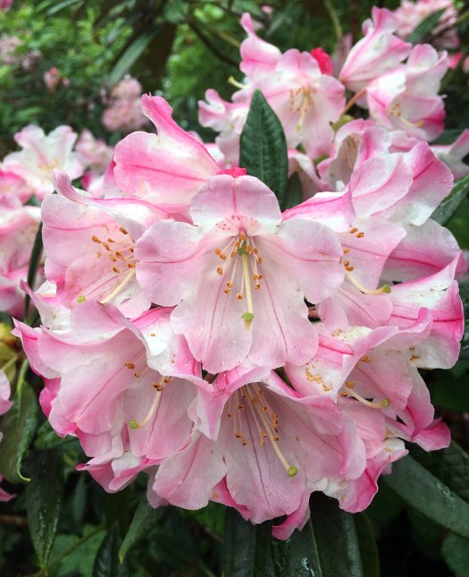 White rhododendron flowers striped pink