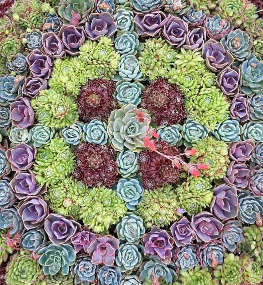 A mandala made from succulents of different colours