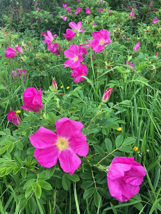 Wild rugosa with large pink, single flowers