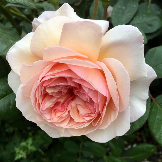 Peach double rose 'A Shropshire Lad'