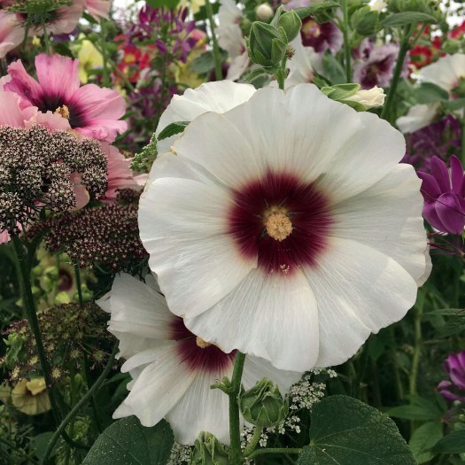 Alcea rosea 'Halo Blossom' with other flowers