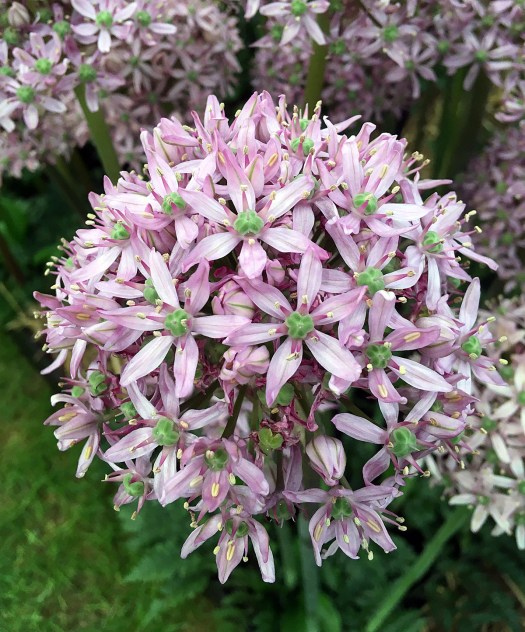 Allium 'Pink Jewel'