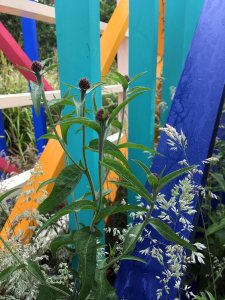 Anatomy of Colour with wildflowers and grasses