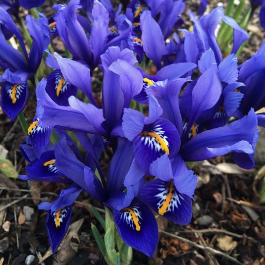 Blue iris reticulata