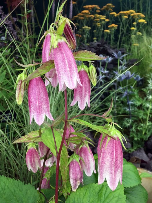 Campanula takesimana 'Elizabeth' at a flower show