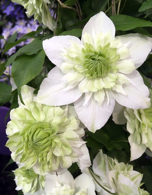 Clematis florida 'Alba Plena' - double white clematis with green centre