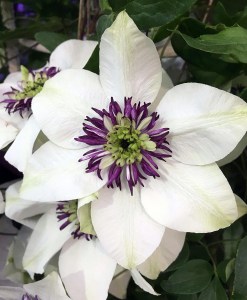 Clematis florida sieboldii - white clematis with purple centre
