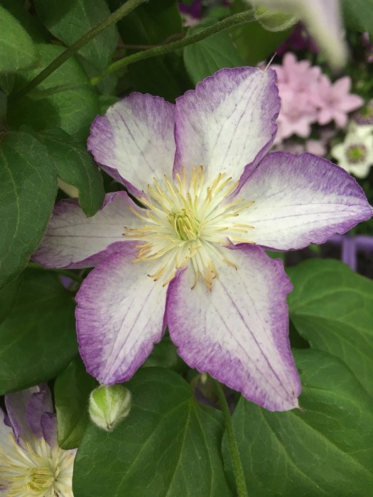 Clematis 'Lucky Charm'