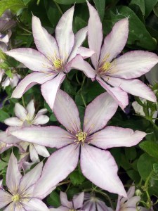 Clematis 'Samaritan Jo'