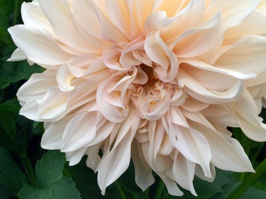 Dahlia 'Café au Lait' - dinnerplate dahlia