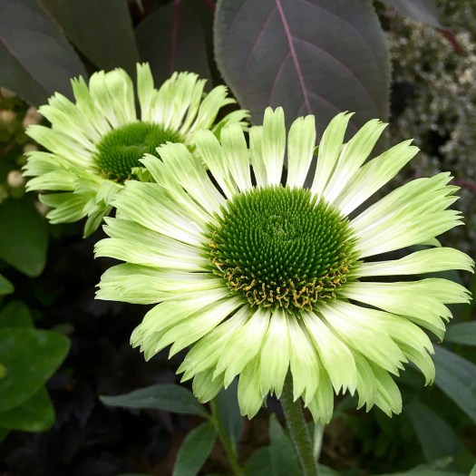 Echinacea purpurea 'Green Jewel'