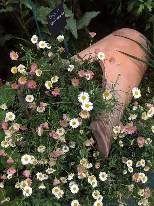 Erigeron karvinskianus spills out of a broken pot