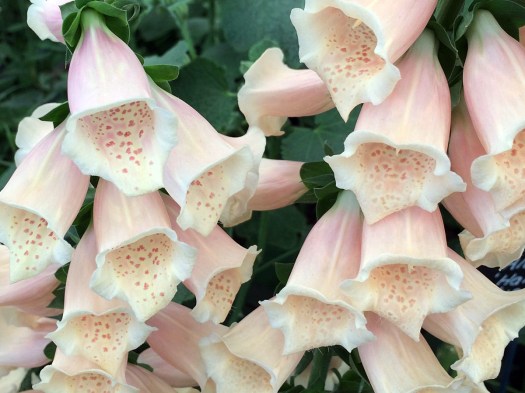 Foxglove 'Dalmation Peach' - peach foxglove