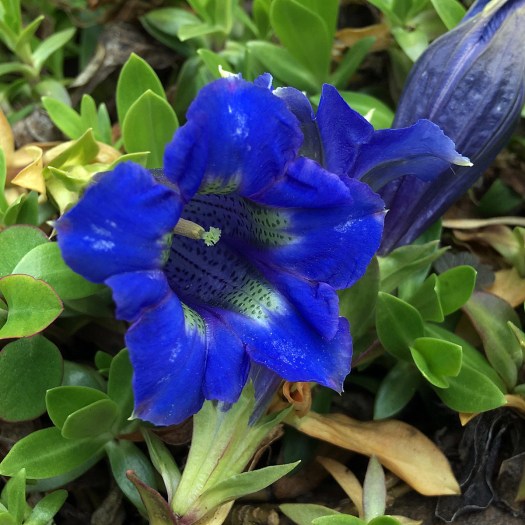 Gentian angustifolia - a true blue flower