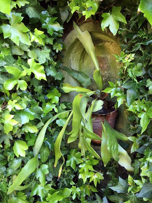 Ivy around an arched nook with a potted staghorn fern