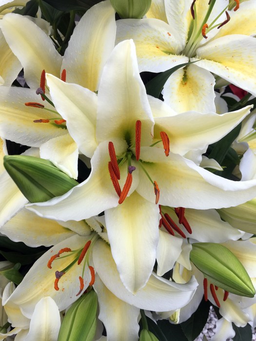 Lilium 'Colosseum'