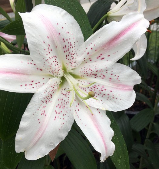 Lilium 'Lovely Day' - white lily with pink streaks and spots