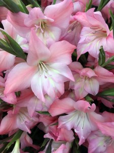 Nanus Gladiolus 'Charming Beauty' - small gladioli