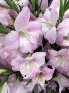 Nanus Gladiolus 'Charming Lady' - small gladioli