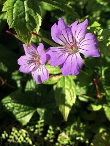 Geranium nodosum