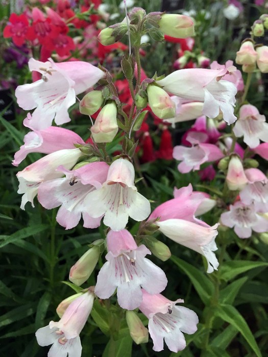 Penstemon 'Devonshire Cream'