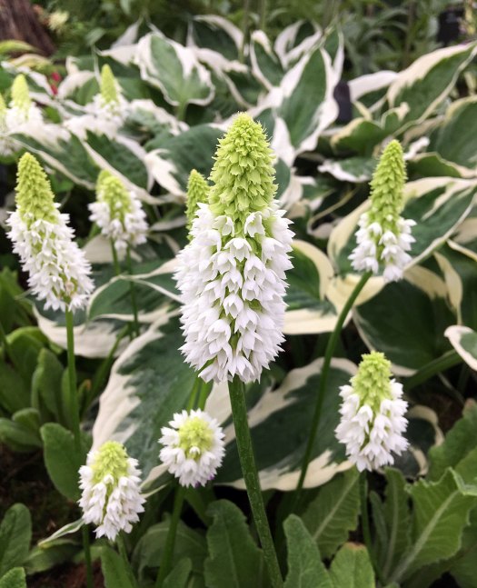 Primula vialii 'Alison Holland' with hosta