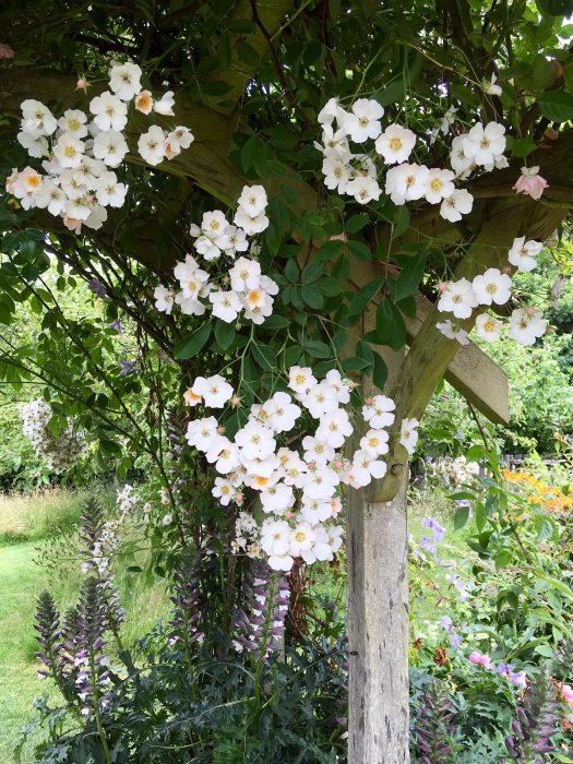 Rambling rose in Rosemoor's cottage garden