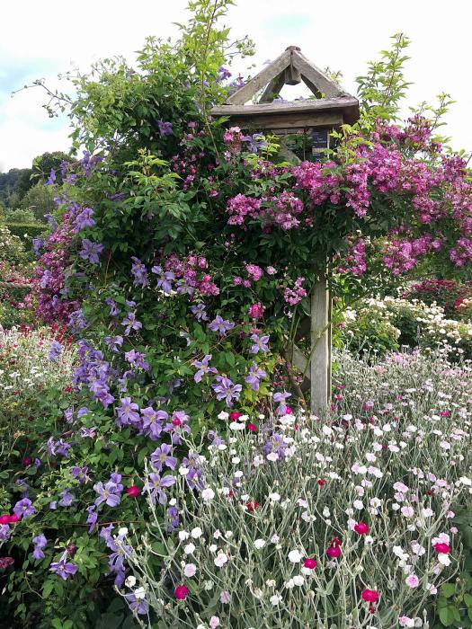 'Veilchenblau' rambling rose with clematis on an obelisk