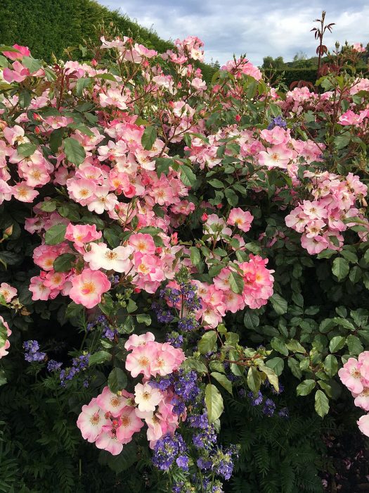 Shrub rose with blue polemonium