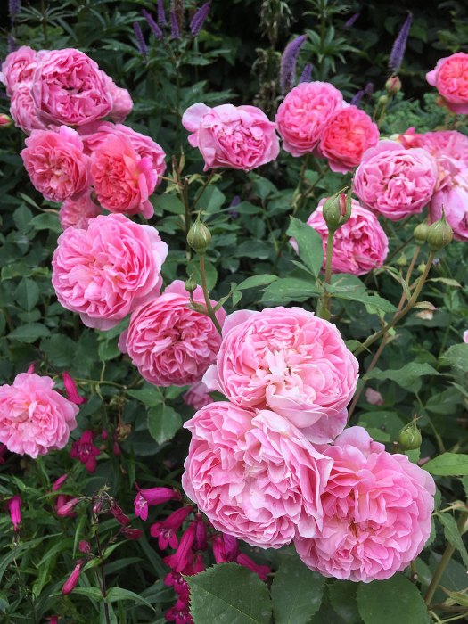 Rosa 'Boscobel' with penstemon