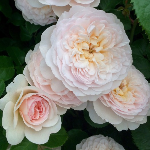Rosa 'Emily Brontë' - David Austin Rose