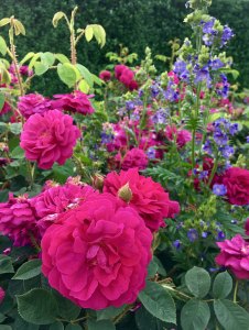 Rosa 'Henri Martin' | Old Moss Rose