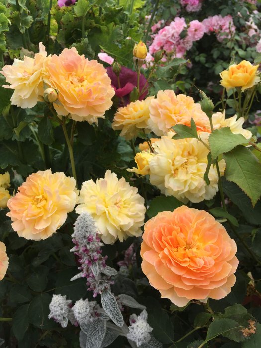Molineux roses in a flower border