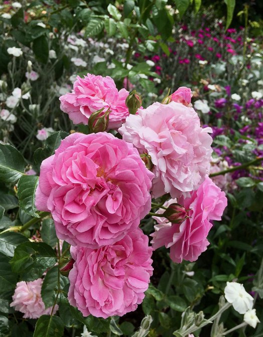 Pink shrub rose with lychnis coronaria and penstemon