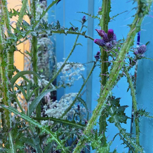 Anatomy of Colour sculpture with thistle