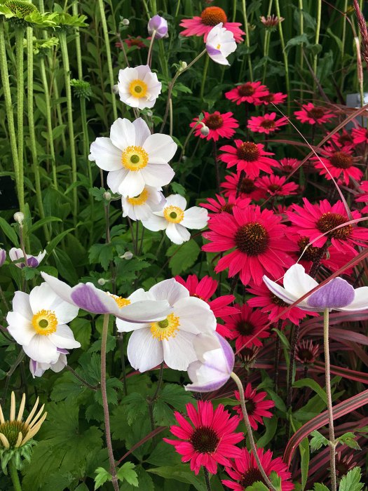 Anemone 'Dreaming Swan' with pink echinacea and striped grass